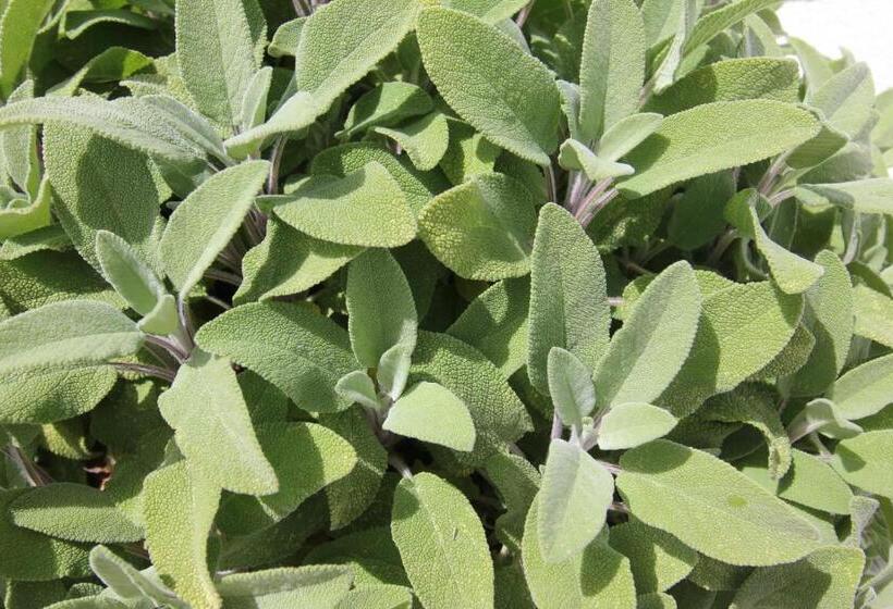 스탠다드 룸 가든 전망, Intorno Al Fico