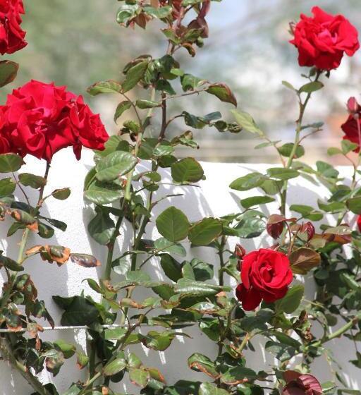 스탠다드 룸, Intorno Al Fico