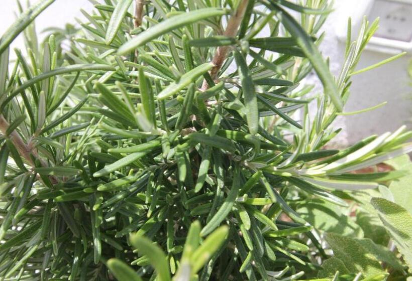 4인용 스탠다드 룸, Intorno Al Fico