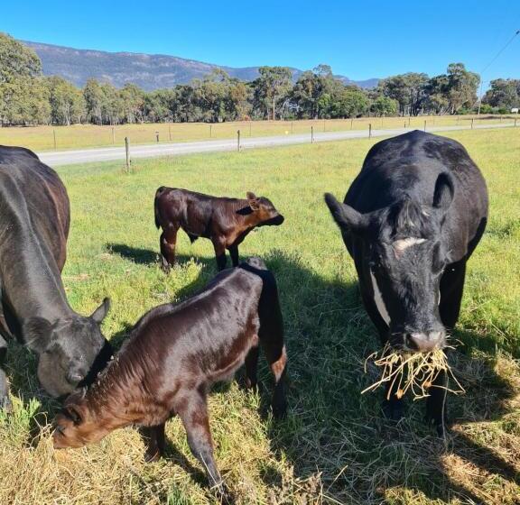 Апартаменты 2 Спальни, Halls Haven Holiday Units