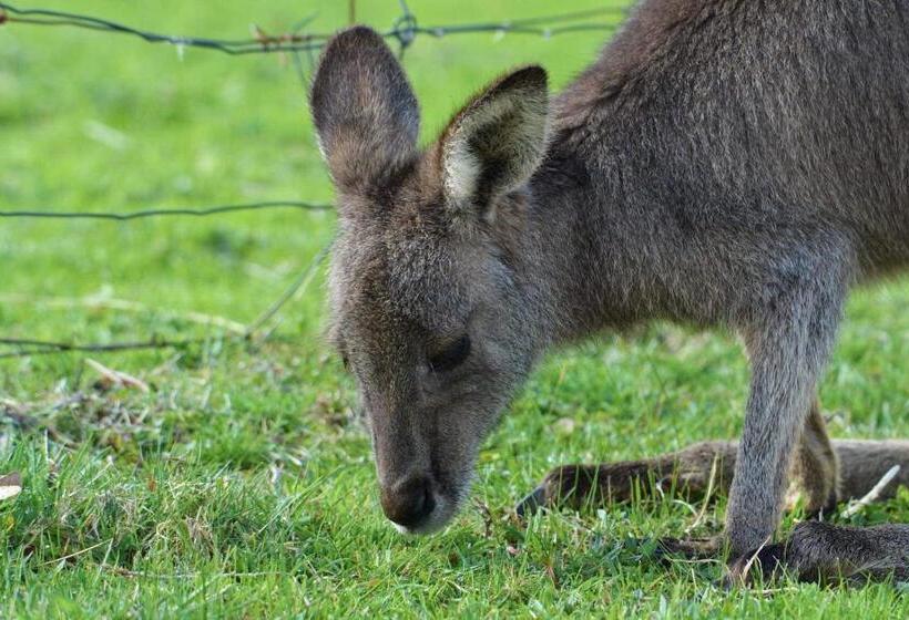 Семейный Номер, Halls Haven Holiday Units