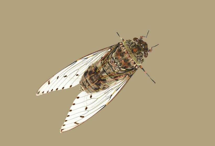 Deluxerum King Size Säng, La Rivayne