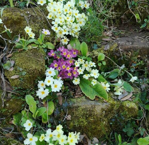 标准房带园景, Moulin De Cornevis Bed And Breakfast