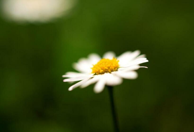 Номер Стандарт, Angerburg Blumen