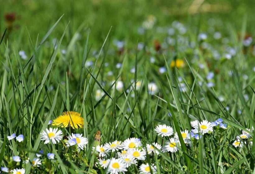 Номер Economy Индивидуальный, Angerburg Blumen