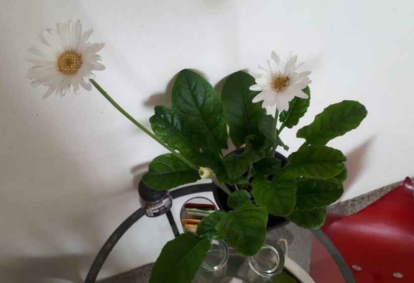 اتاق سوپریور, ô Anges