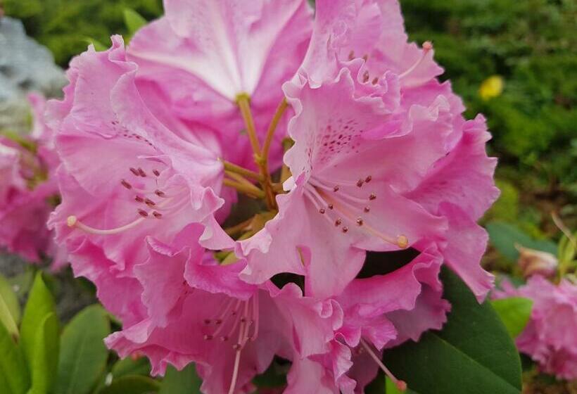 Номер Комфорт, Hôtel Logis La Coraline