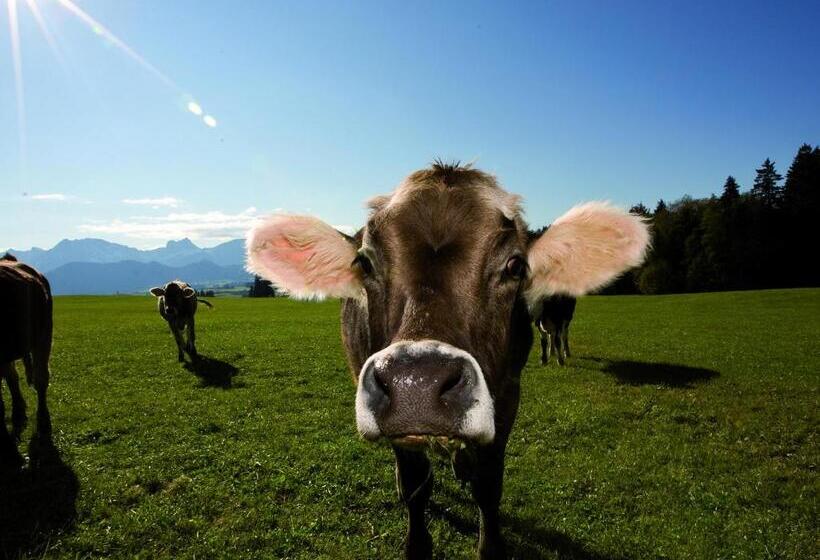 חדר קומפורט, Seehotel Hartung & Ferienappartements