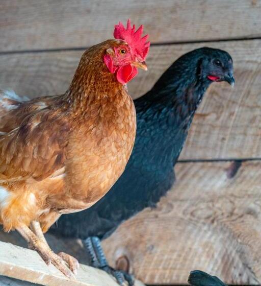 חדר סטודיו סטנדרד, Ravens Rest Retreat