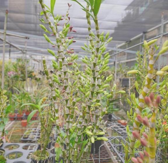 خانه 1 خوابه, 大衛營農莊
