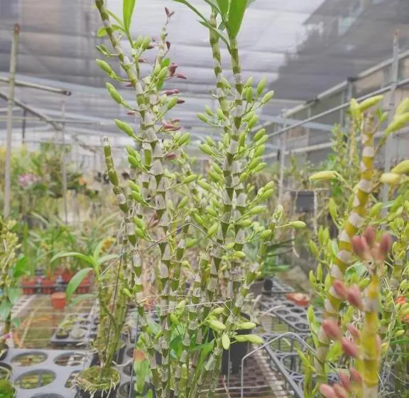 خانه 1 خوابه, 大衛營農莊