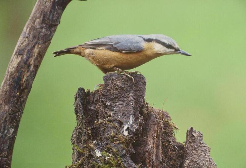 舒适型房间, Donauhotel Lettnerhof