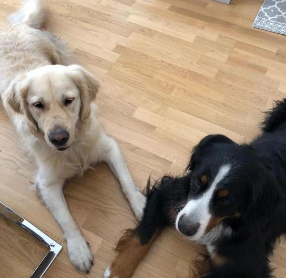 اتاق سوپریور سه تخته, Anabelle Bed And Budapest