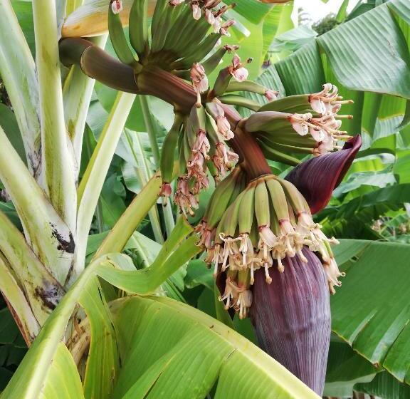 Pokój Deluxe, Fx Pena