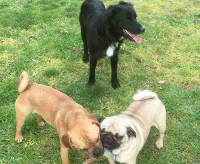 스탠다드 룸 퀸사이즈 침대, Woodmans Hill Motel