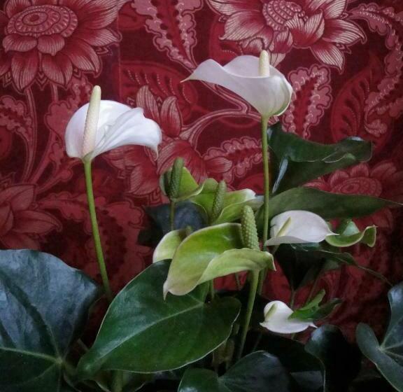 اتاق استاندارد, Relais Cattedrale