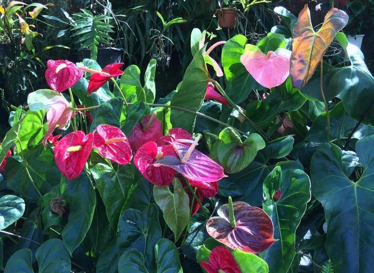 اتاق استاندارد با چشمانداز باغ, Chez Mamie