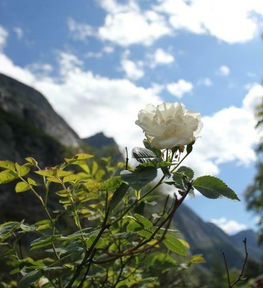 스탠다드 룸, Trædal