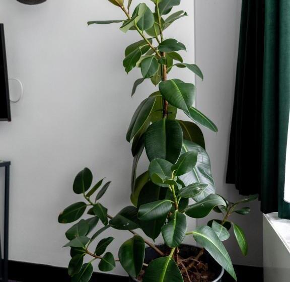 جناح ديلوكس, Wolf Hotel Kitchen & Bar