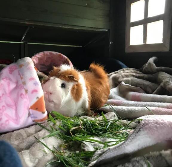 标准四人间共用浴室, Tailor Made Tekapo Accommodation   Hostel