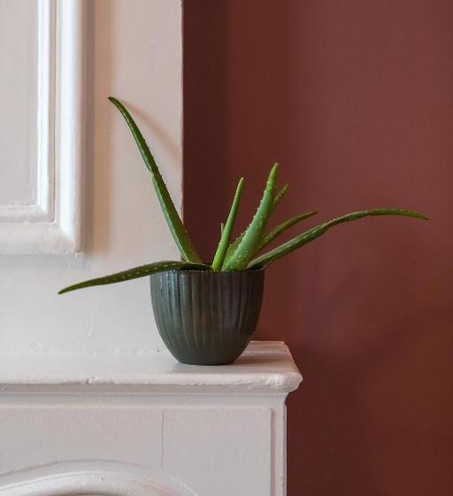 סוויטה, Adler Boutique