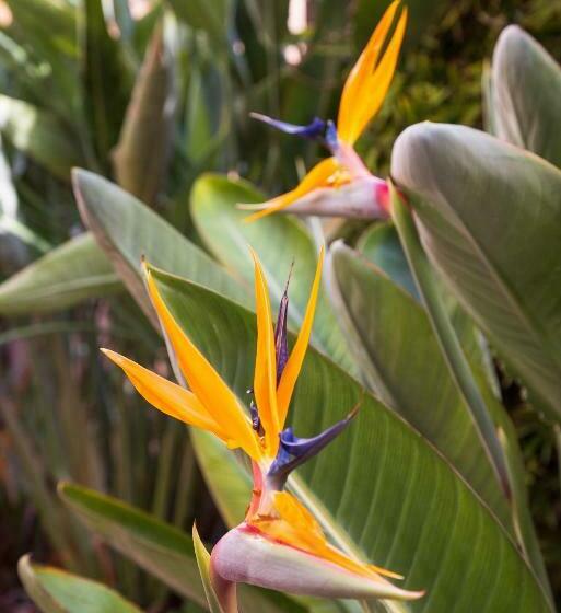 Номер Стандарт, Rural Xereca