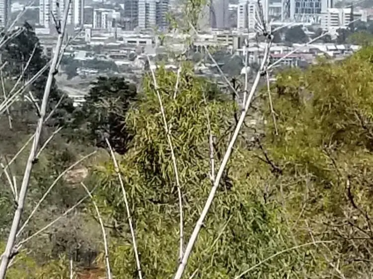 デラックススタジオ, Monte Campana Escazu
