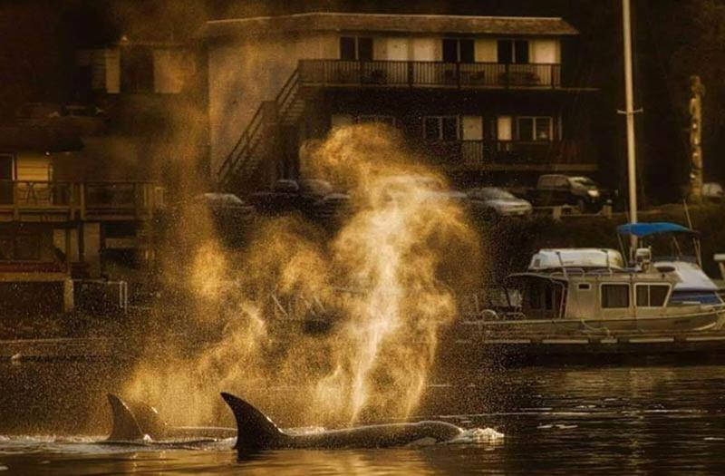 Standard Værelse m. Havudsigt, Backeddy Resort And Marina