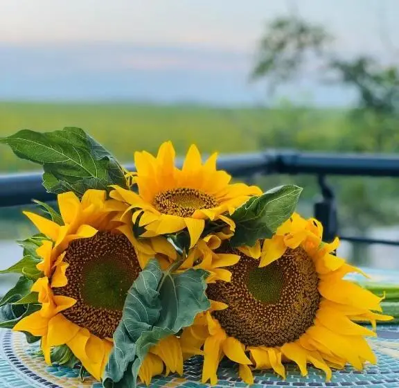 Balkonlu Üç Kişilik Standart Oda, Halta Pescăruş Accommodation