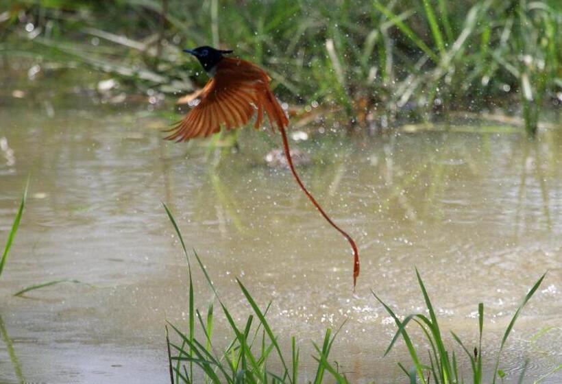 别墅: 1间卧室带游泳池, Hornbill Forest Habarana