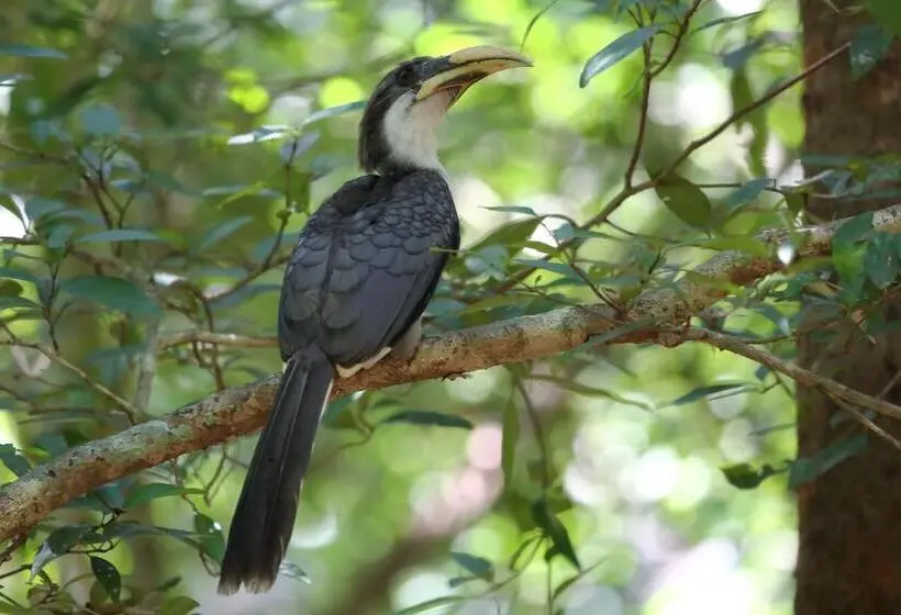 プール付き１ベッドルームヴィラ, Hornbill Forest Habarana