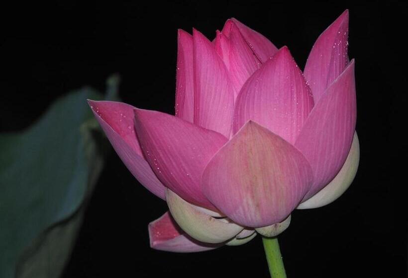 小室, The Gecho Inn Country