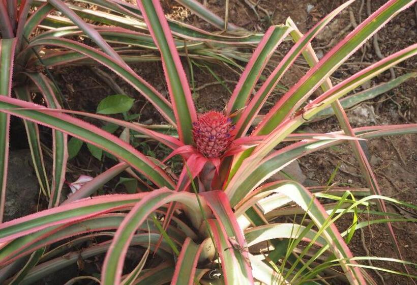 小室, The Gecho Inn Country