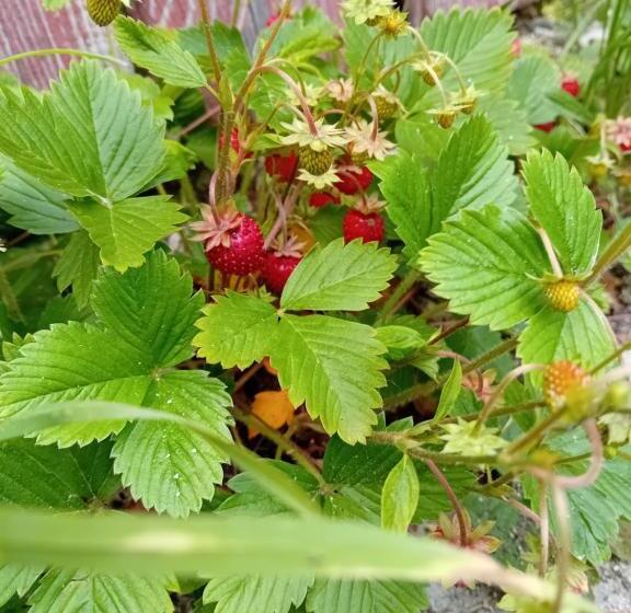 חדר סטנדרט, Pensiunea Delia