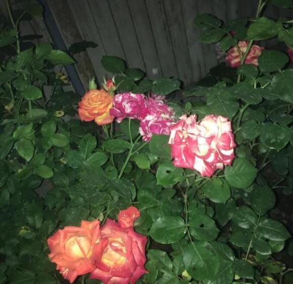 اتاق استاندارد یک نفره, Apartment Zaziashvili 30