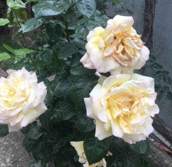 اتاق استاندارد یک نفره, Apartment Zaziashvili 30