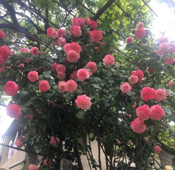 اتاق استاندارد یک نفره, Apartment Zaziashvili 30