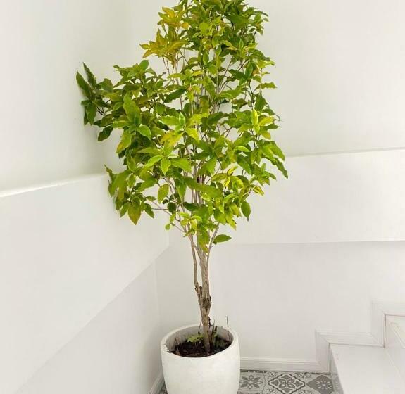 スタンダードルーム, Patra Agaligotel