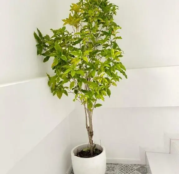 スタンダードルーム, Patra Agaligotel