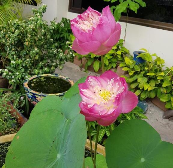 标准间, Win Mansion