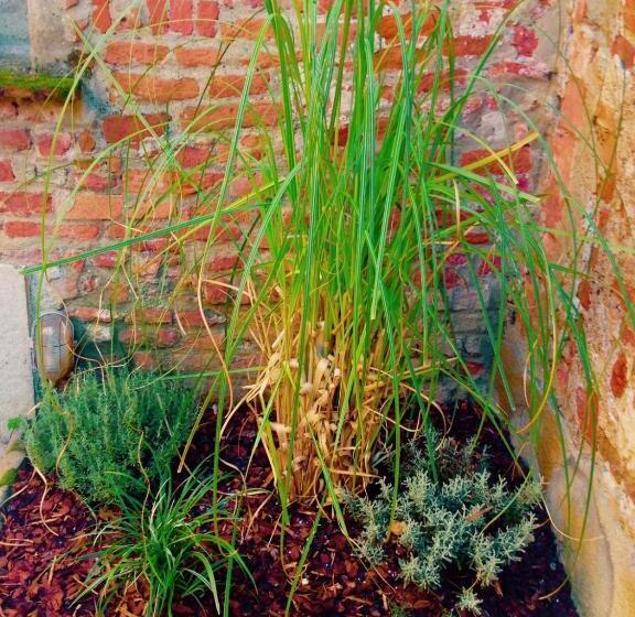 اتاق استاندارد با سرویس بهداشتی مشترک, Moodsiro Comi