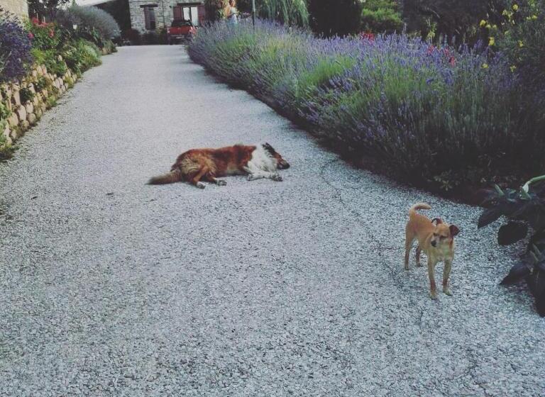 带共用浴室的标准房间, Casale Il Cerqueto