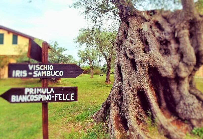 Номер Стандарт Вид на Сад, La Piana Degli Ulivi