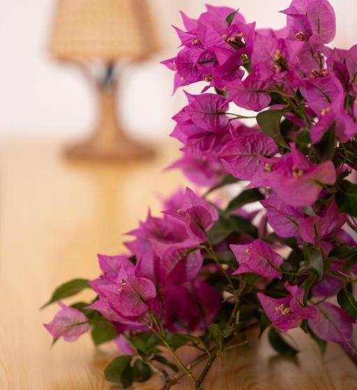 标准三人间, Vittoria