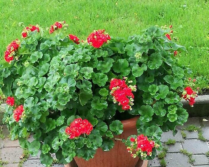 豪华房间, B&b Mary