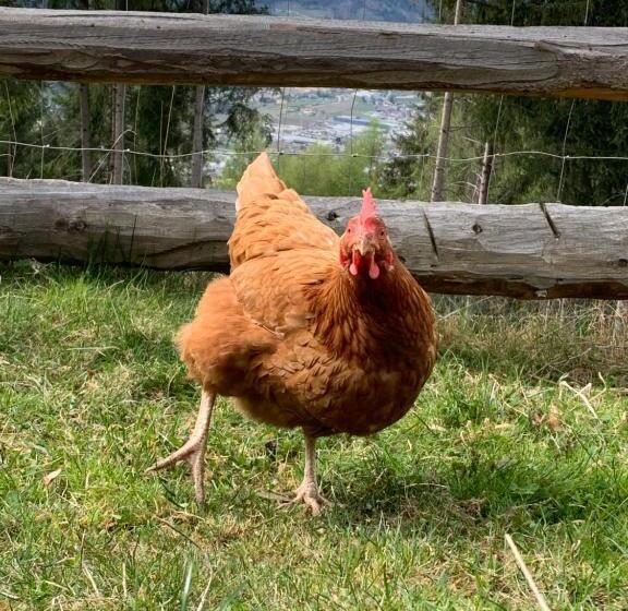 חדר סטנדרט, Haus Lasaun