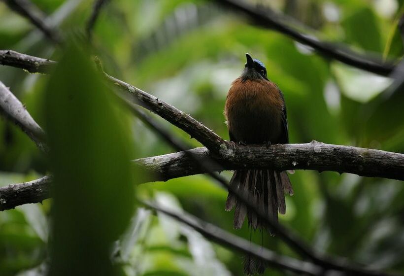 کابین, Omega Tours Eco Jungle Lodge