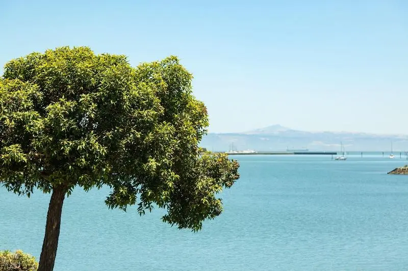 سوئیت با تخت بزرگ, Ac Hotel By Marriott San Francisco Airport/oyster Point Waterfront