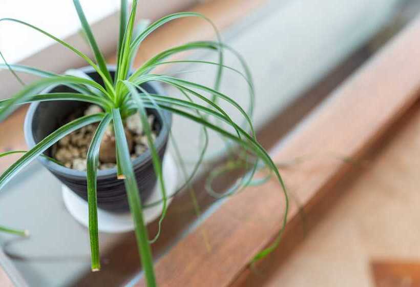 ジュニアスイート, Villa Palmeras