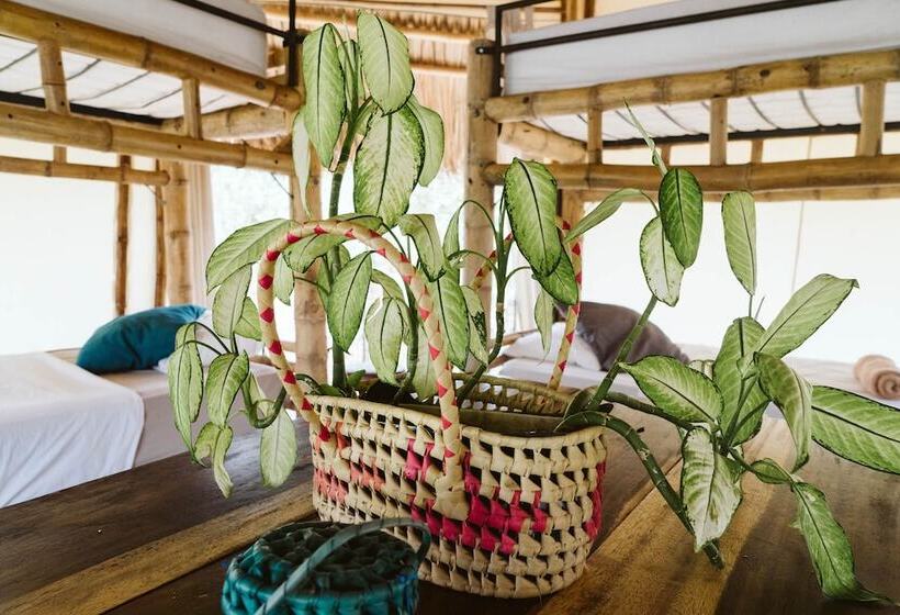 تختخواب در اتاق مشترک, Dreamsea Surf Resort Nicaragua